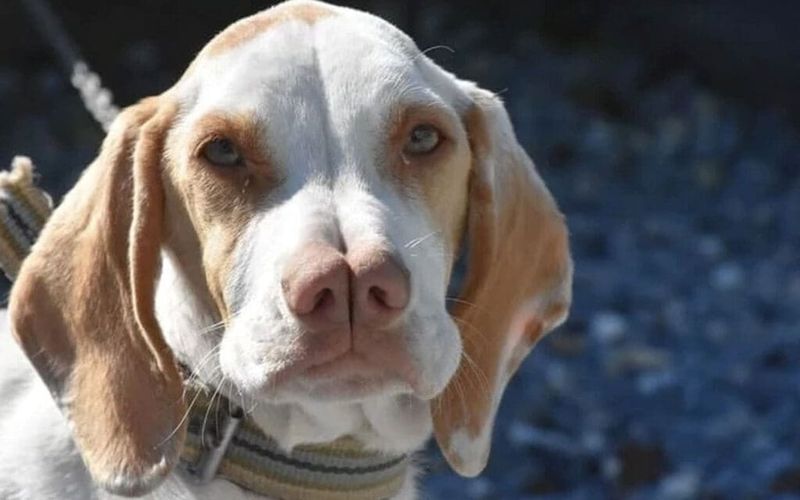 Catalburun – The Split-Nosed Hunter Of Turkey