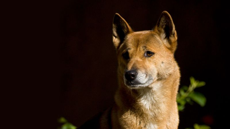New Guinea Singing Dog