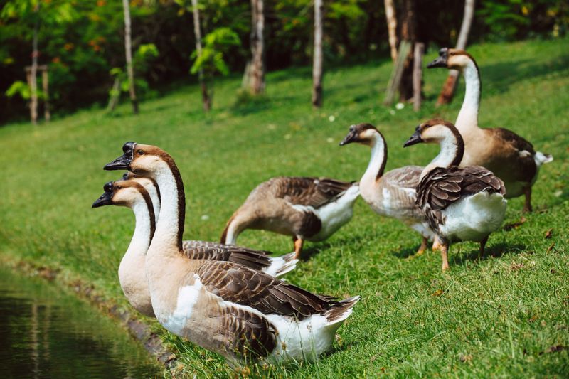 Geese: Honking Alarm Systems