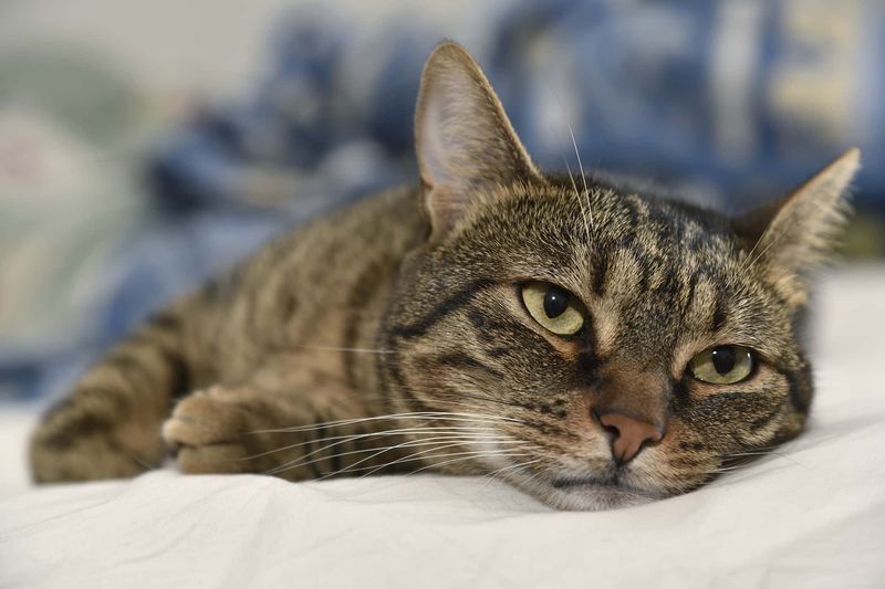 The Vaccine Question: Should Your Cat Get One?
