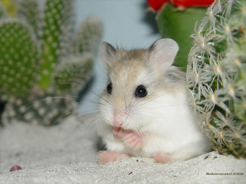 Desert Hamsters: Sand-Dwelling Cuties
