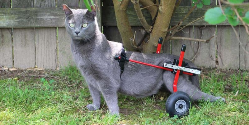 Unable To Stand Or Walk