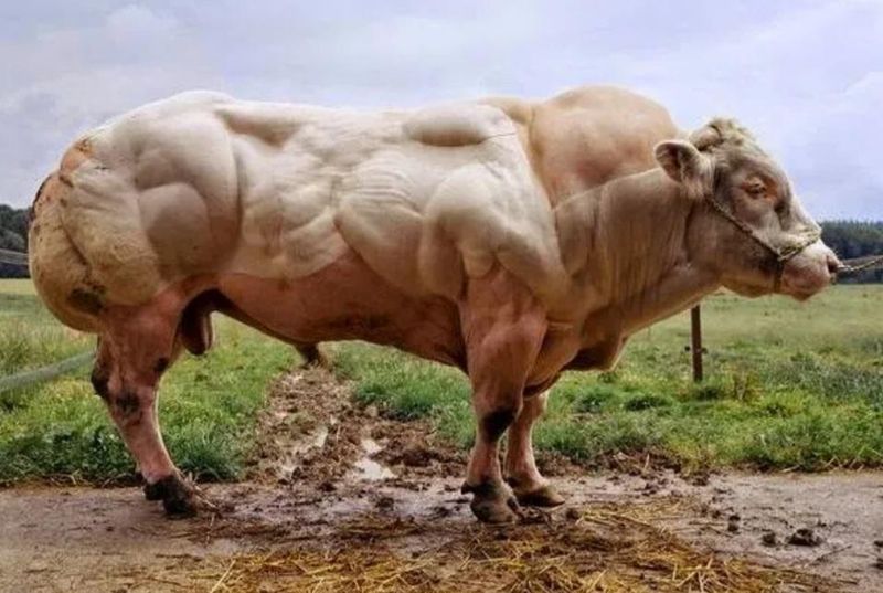 Belgian Blue Cattle