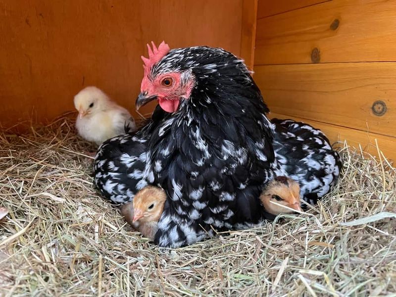 Bantam Chickens: Pint-Sized Poultry