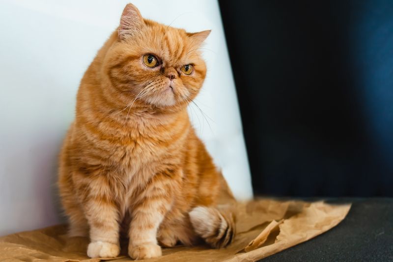 Exotic Shorthair Teddy Bears