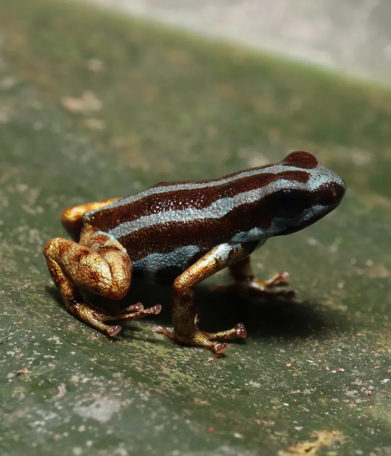 Devoted Dads Of The Frog World