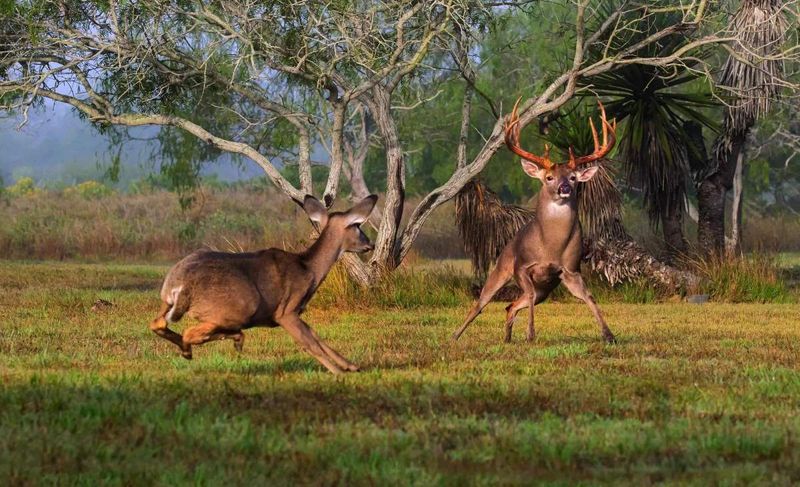 Alabama's Unique Rut Timeline