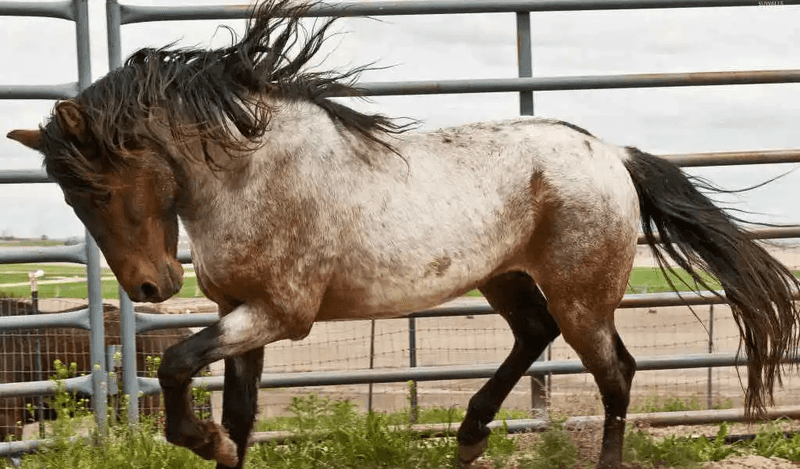 Hot-Headed Barb Horses