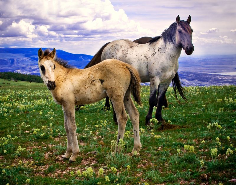 Wyoming's Pryor Mountain Mustangs