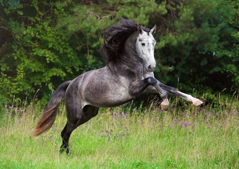 Andalusian: Royal Attitude Required
