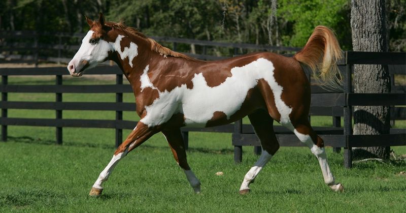 Paint Horse: Nature's Canvas On Hooves
