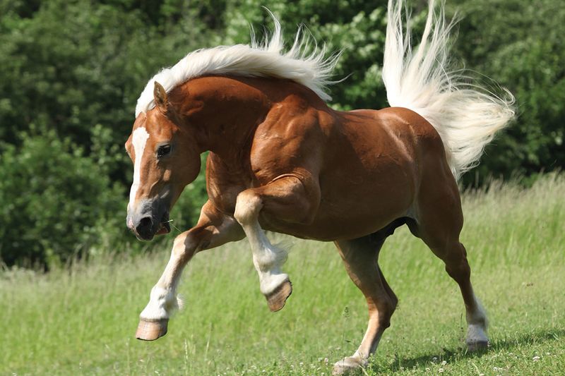 Haflingers: Golden Mountain Treasures