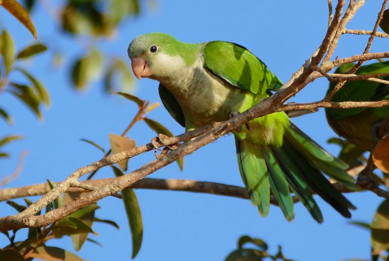 Monk Parakeet: Urban Jungle Invader