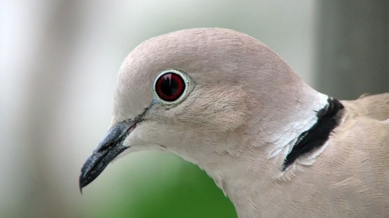 Eurasian Collared-Dove