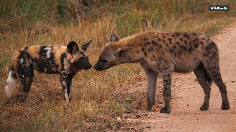 Learning From Each Other