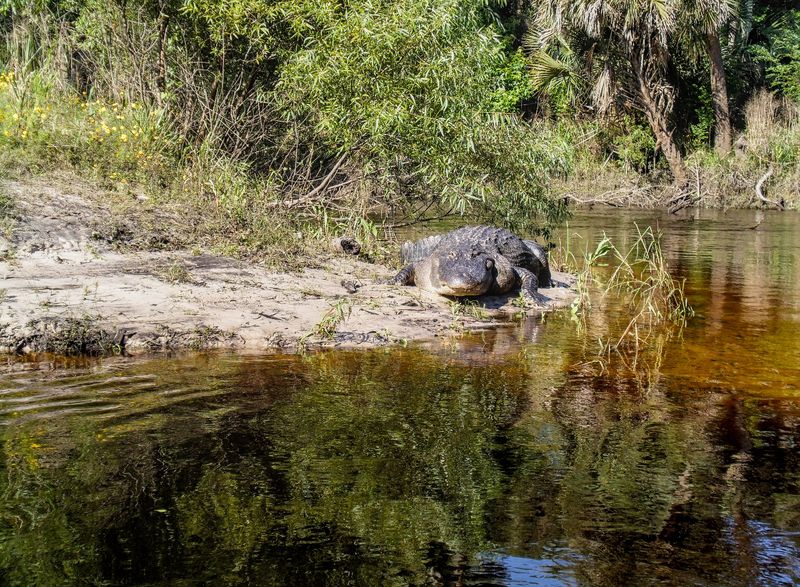 Econlockhatchee River – Orlando's Backyard Gator Territory