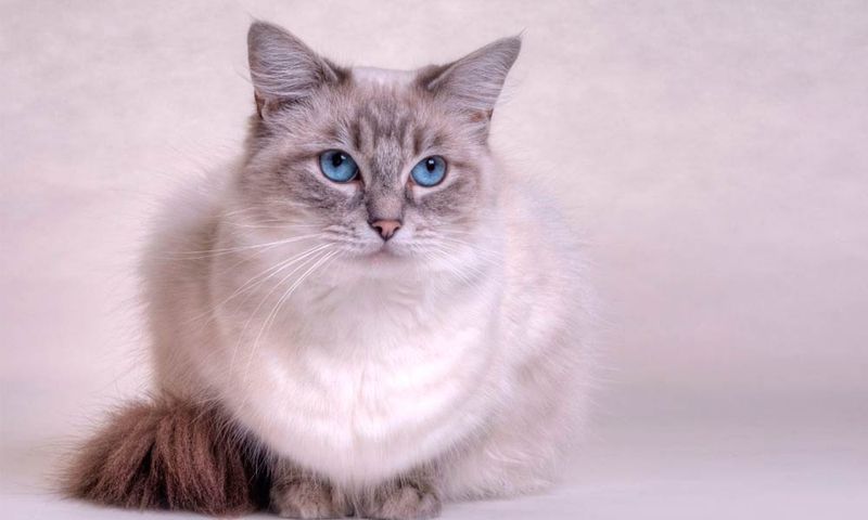 Fluffy Wallflowers: Ragdoll Cats