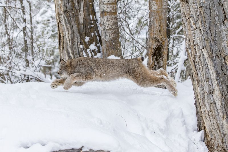 Nature's Perfect Predator