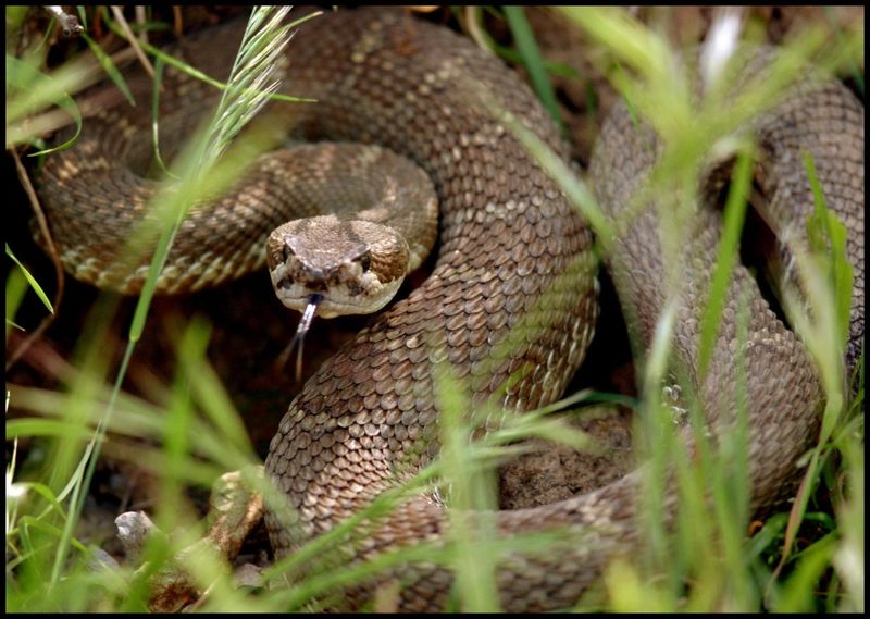 Unusual Pet Behavior