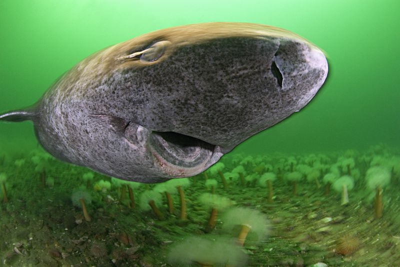 Ancient Teeth Tell Tales