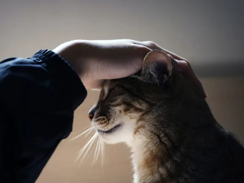 One-Person Pet
