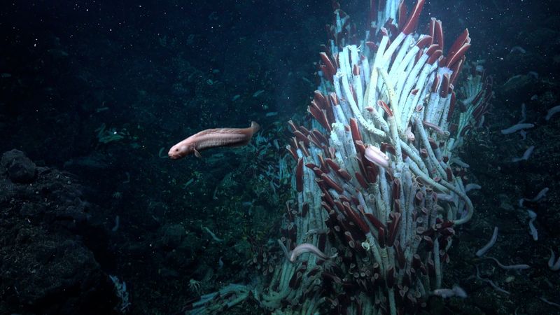 Volcanic Oases Support Rich Food Webs