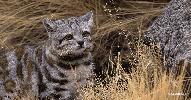 Conservation Efforts