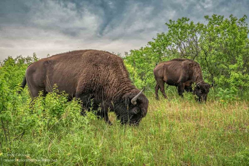 Minneopa State Park's Prairie Ambassadors