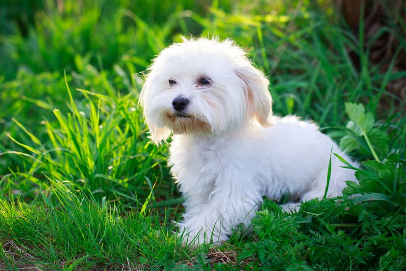 The Hypoallergenic Teddy Bear