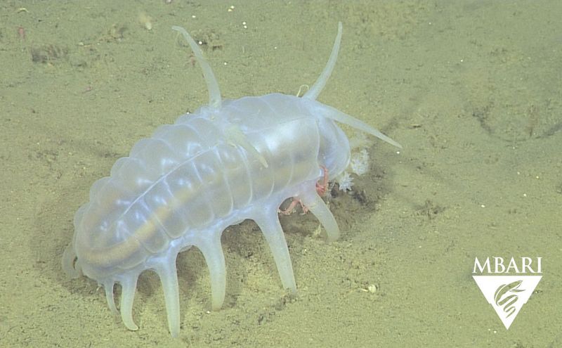 Sea Pigs: Deep-Sea Cleanup Crew