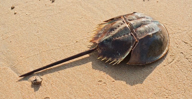 Horseshoe Crabs: Living Fossils