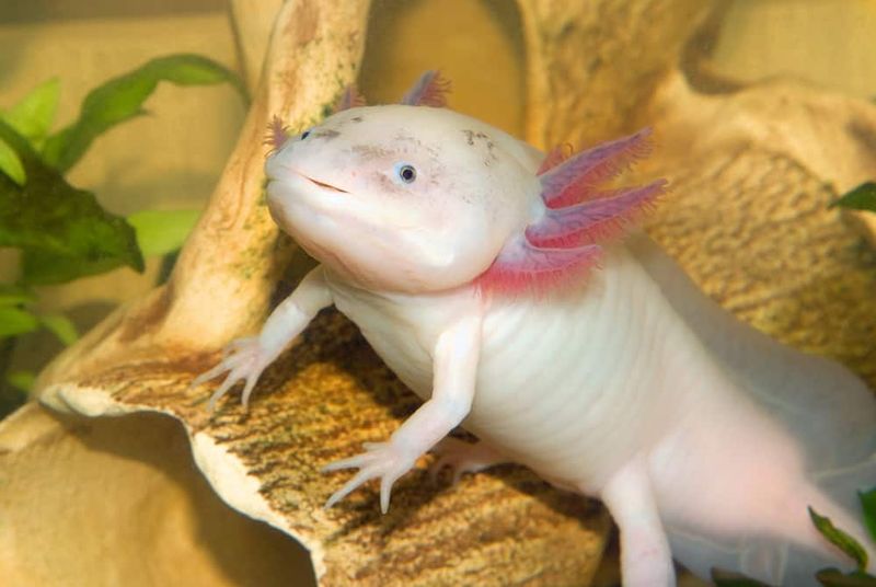 Cannibals From Birth – They'll Eat Their Siblings