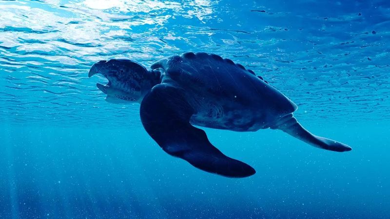 Archelon - The Sea Monster With A Leather Back