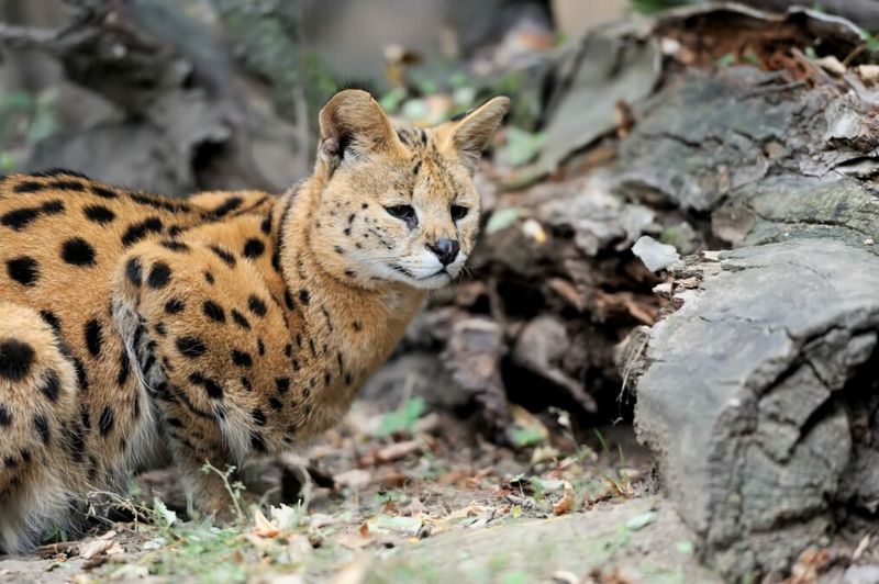Savannah Cats Gone Wild: Africa's New Predator
