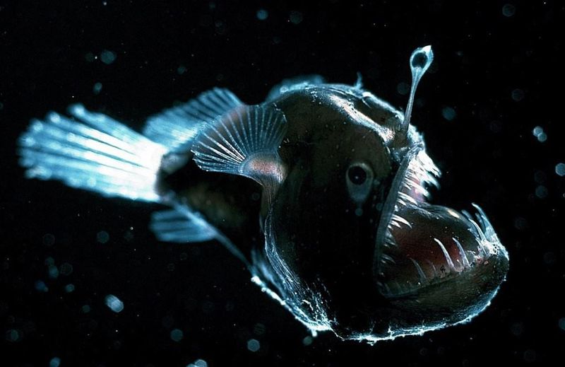 Anglerfish: The Deep-Sea Nightmare With A Fishing Rod
