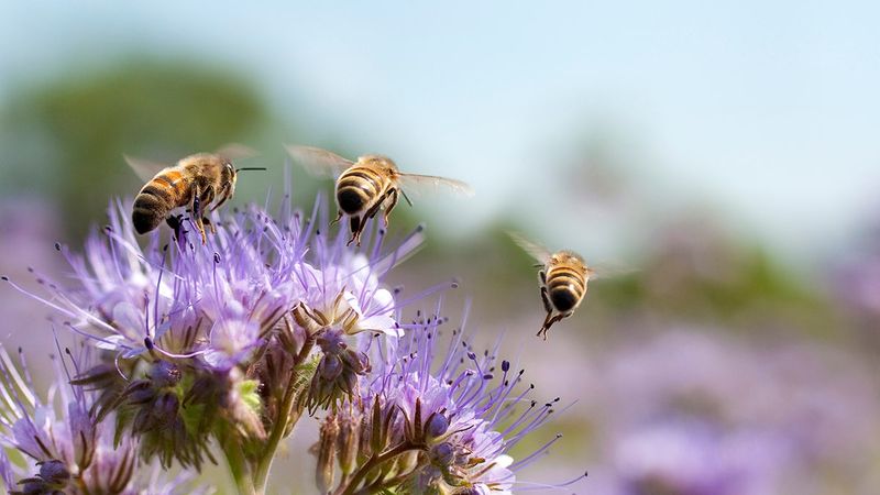 Bee