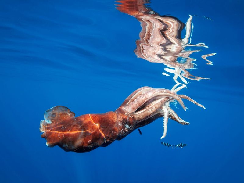 Giant Squid: Kraken Of The Deep