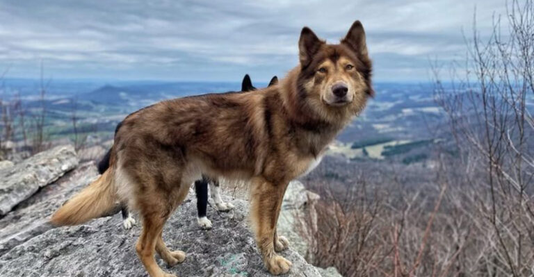 Native American Dogs: Their History And Characteristics
