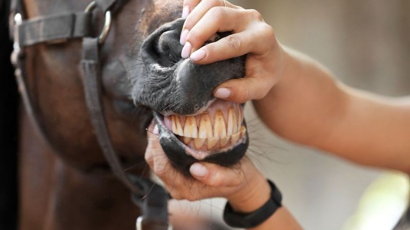Unique Dental Timeline