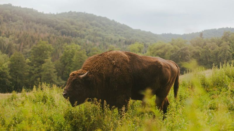 Rewilding Success Story