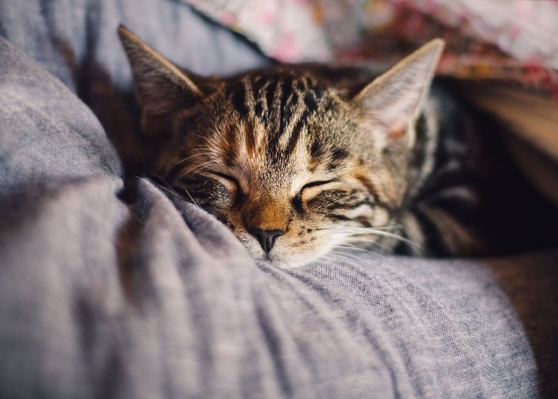 Soothing Purrs