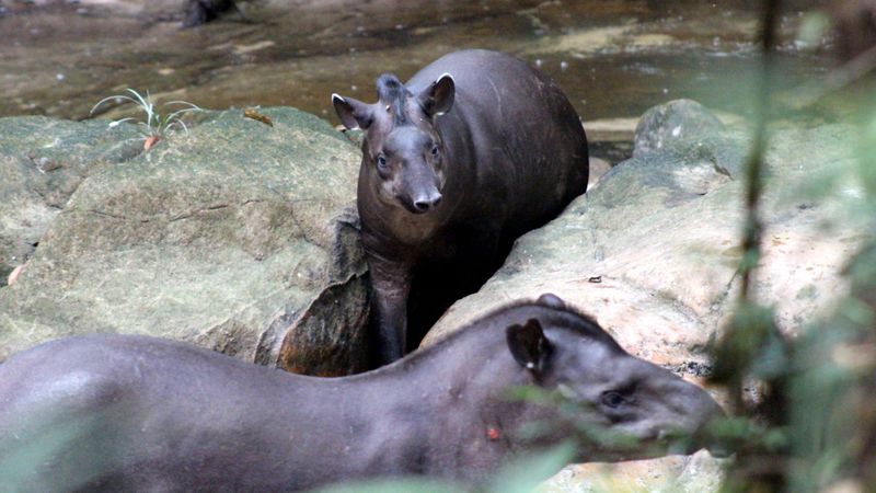 The Tapir’s Gentle Nature
