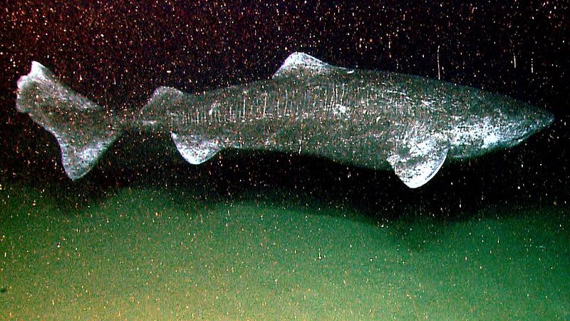 Bizarre Spiral Courtship