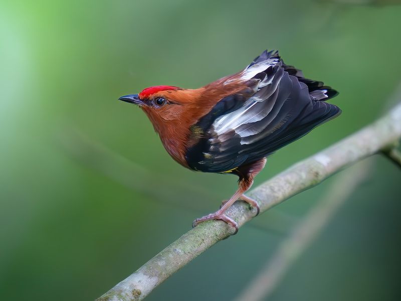 The Bird With A Built-In Violin