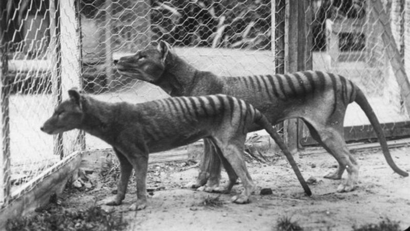 Kangaroo-Style Hopping Ability