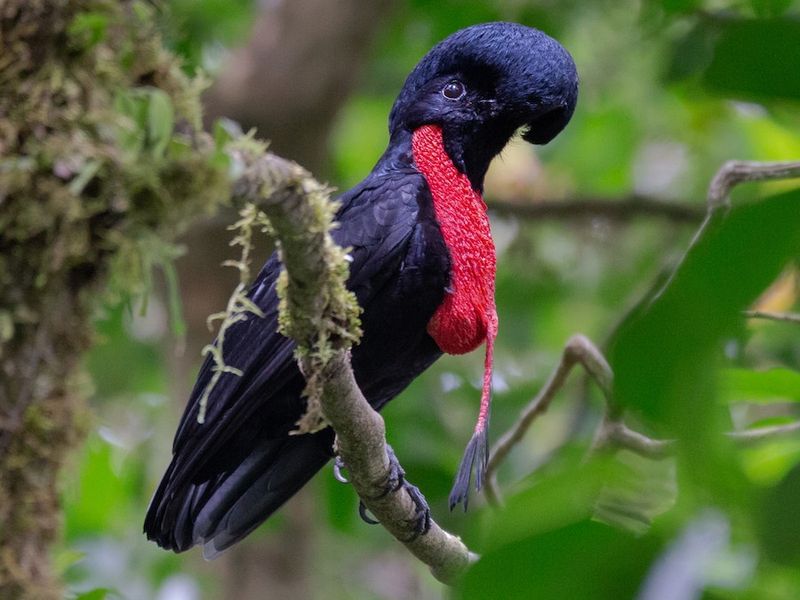 The Dancing Umbrella Bird