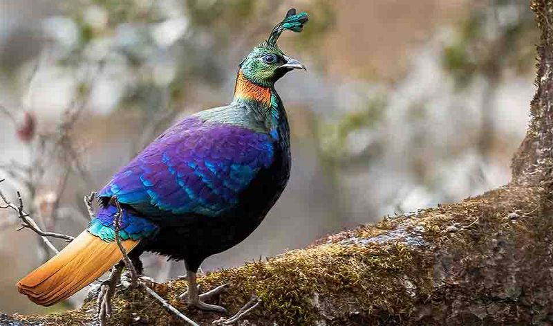Mountain Royalty: The Himalayan Monal