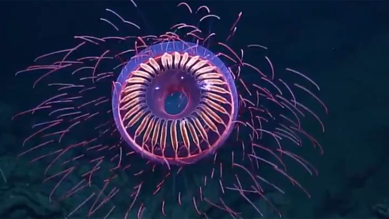 Masters Of The Deep Dark