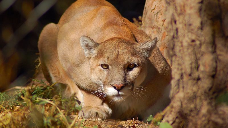 High-Tech Hunt For A Phantom
