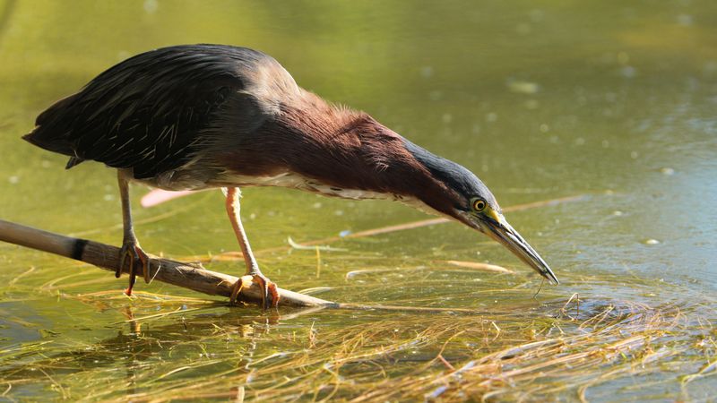 Spear-Fishing Champions: Green Herons